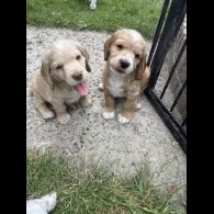 Clumber Spaniel - Both