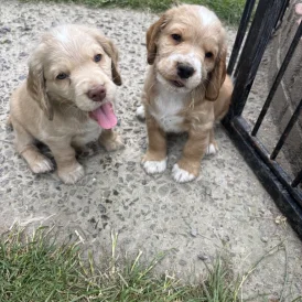 Clumber Spaniel - Both