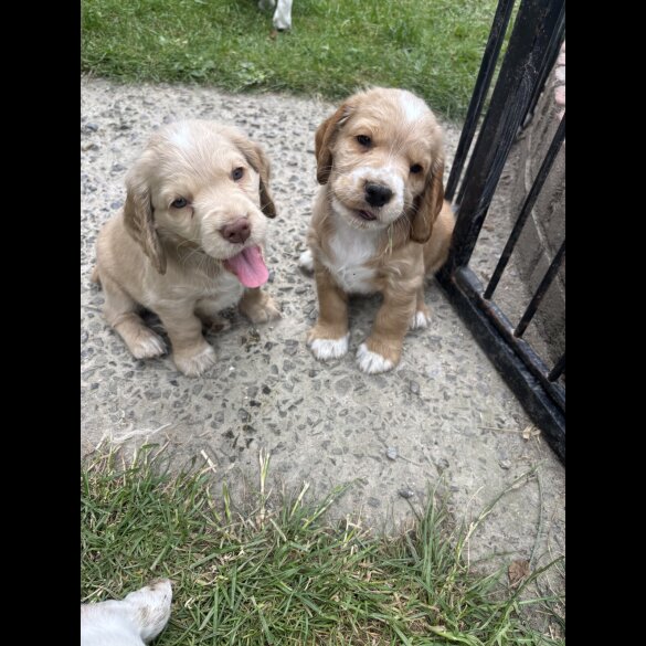 Clumber Spaniel - Both