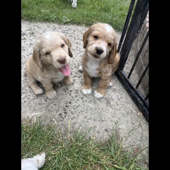 Clumber Spaniel - Both