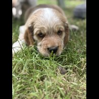 Clumber Spaniel - Both