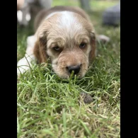 Clumber Spaniel - Both