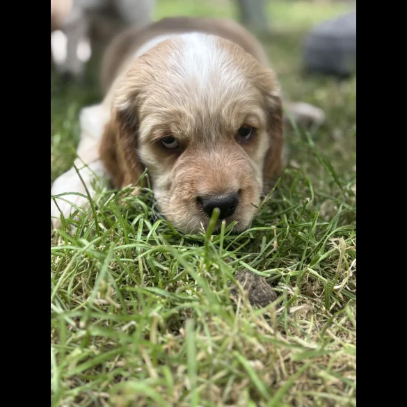 Clumber Spaniel - Both
