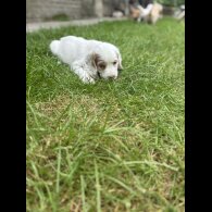 Clumber Spaniel - Both