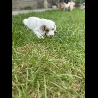 Clumber Spaniel - Both