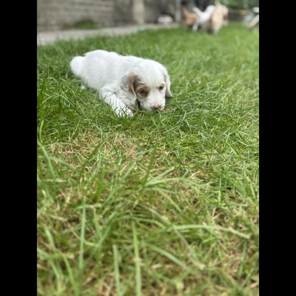 Clumber Spaniel - Both