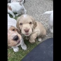 Clumber Spaniel - Both