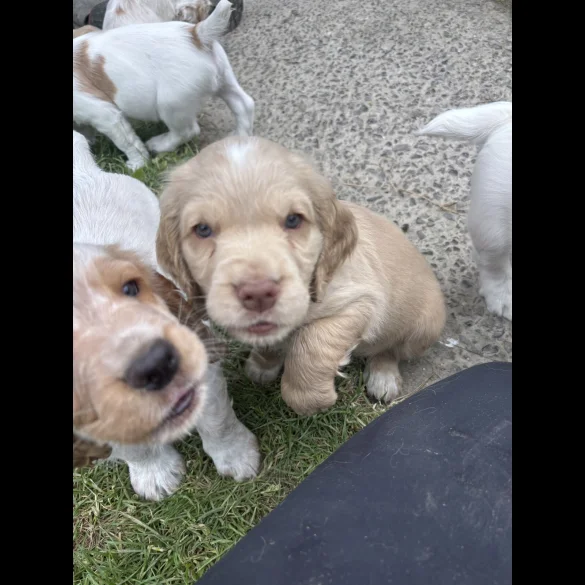 Clumber Spaniel - Both