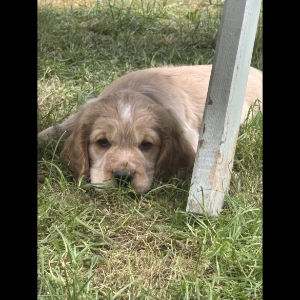 Clumber Spaniel - Both