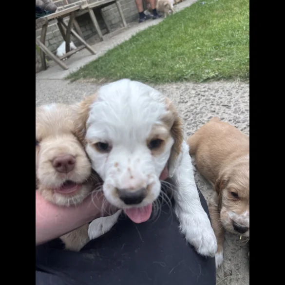 Clumber Spaniel - Both