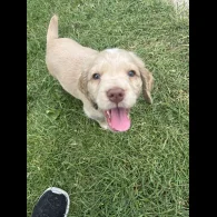 Clumber Spaniel - Both