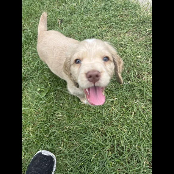 Clumber Spaniel - Both