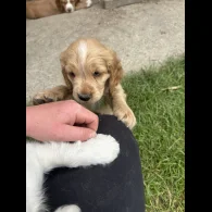 Clumber Spaniel - Both