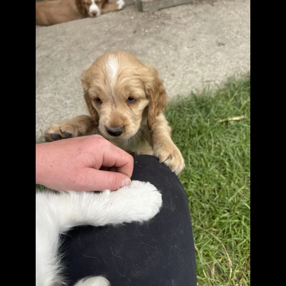 Clumber Spaniel - Both