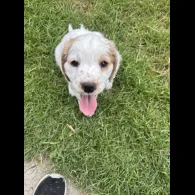 Clumber Spaniel - Both