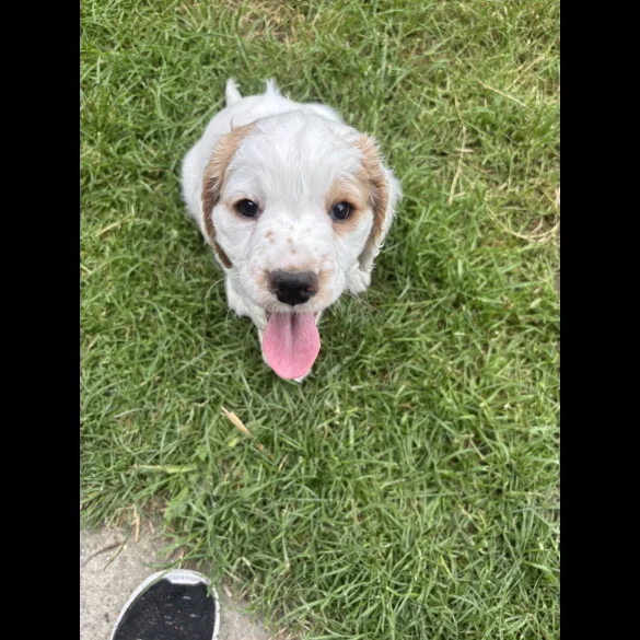 Clumber Spaniel - Both