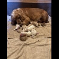 Clumber Spaniel - Both