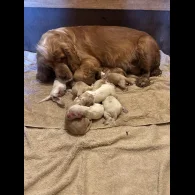 Clumber Spaniel - Both