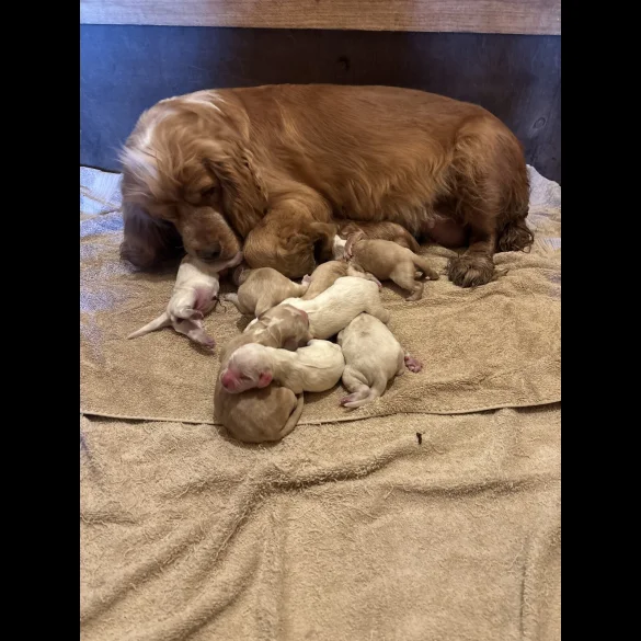 Clumber Spaniel - Both