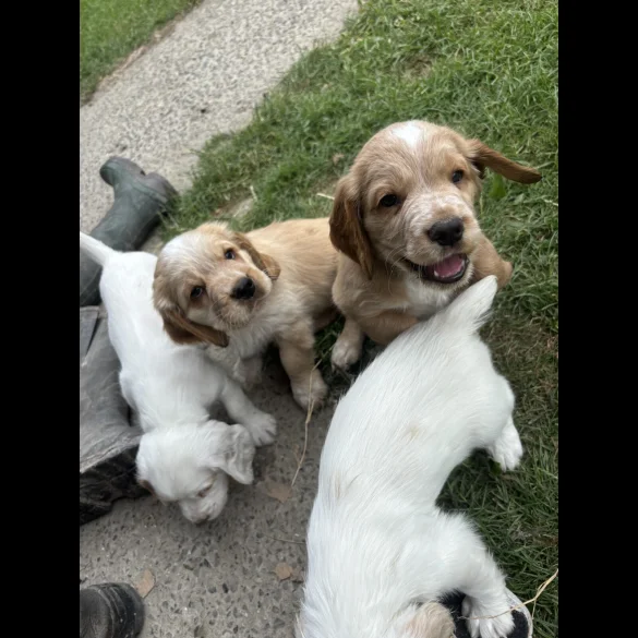 Clumber Spaniel - Both