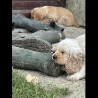 Clumber Spaniel - Both