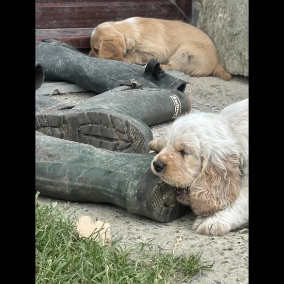 Clumber Spaniel - Both