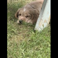 Clumber Spaniel - Both