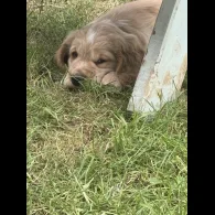 Clumber Spaniel - Both