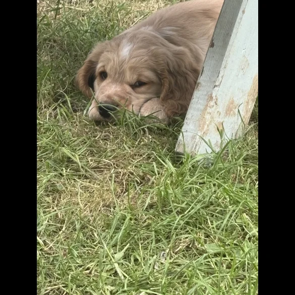 Clumber Spaniel - Both