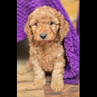Cockapoo - Both