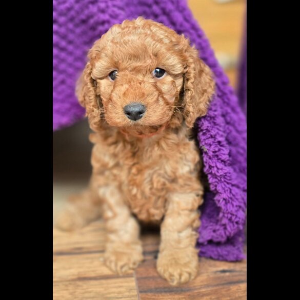 Cockapoo - Both