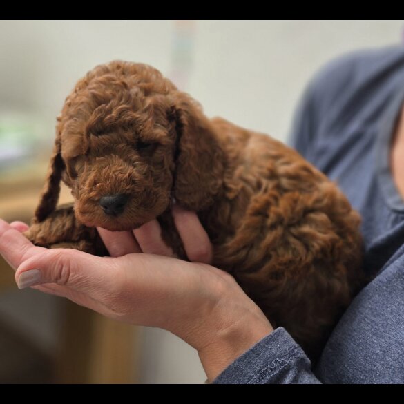 Cockapoo - Both