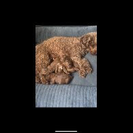 Cockapoo - Both