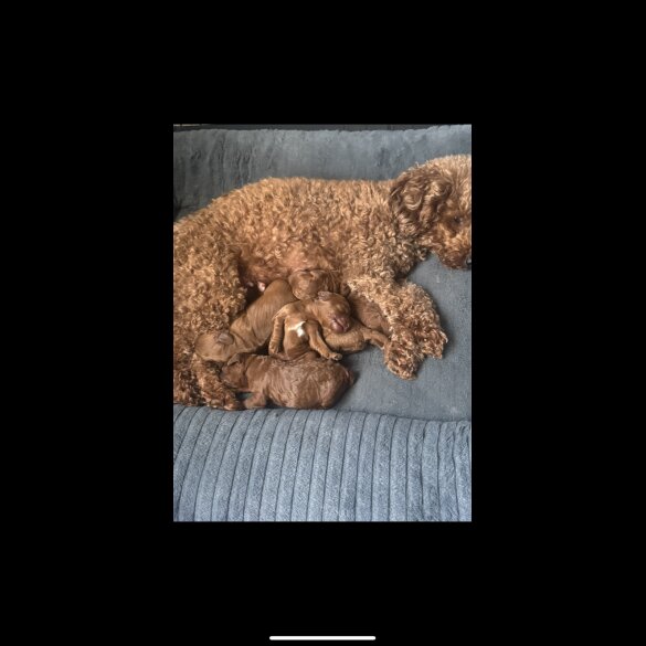 Cockapoo - Both