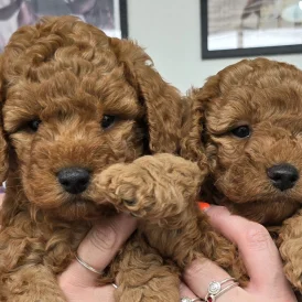 Cockapoo - Both
