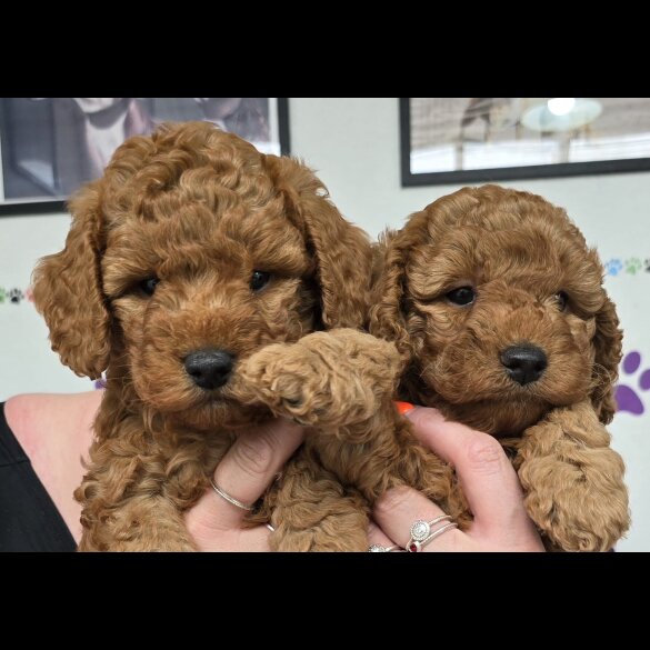 Cockapoo - Both