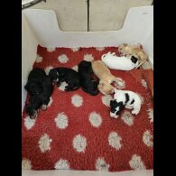 Cockapoo - Both