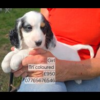 Cockapoo - Both