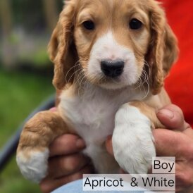 Cockapoo - Both