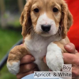 Cockapoo - Both