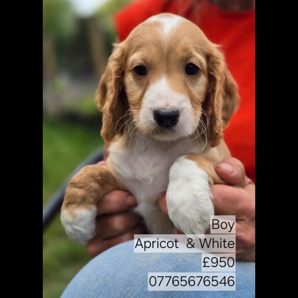 Cockapoo - Both
