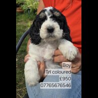 Cockapoo - Both