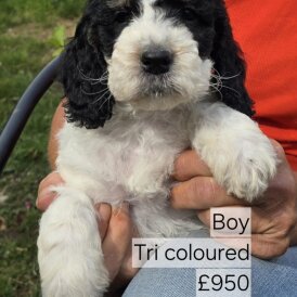 Cockapoo - Both