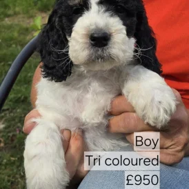 Cockapoo - Both