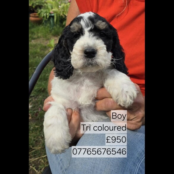 Cockapoo - Both