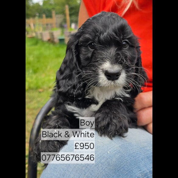 Cockapoo - Both