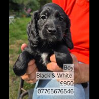 Cockapoo - Both