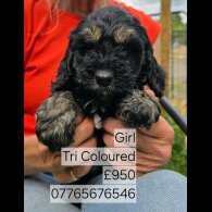 Cockapoo - Both