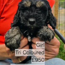 Cockapoo - Both