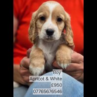 Cockapoo - Both